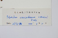 鞭葉耳蕨藏品圖，第2張