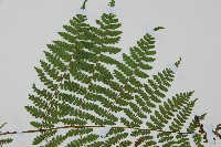 黑鱗短腸蕨藏品圖，第4張