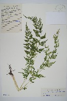 溪洞碗蕨藏品圖，第1張