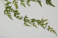 溪洞碗蕨藏品圖，第3張