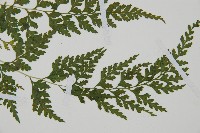 溪洞碗蕨藏品圖，第4張