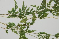 溪洞碗蕨藏品圖，第5張