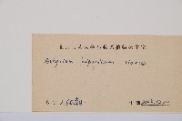 日本蹄蓋蕨藏品圖，第3張