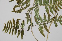 日本蹄蓋蕨藏品圖，第4張