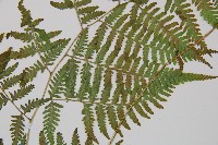 日本蹄蓋蕨藏品圖，第5張