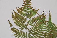 日本蹄蓋蕨藏品圖，第6張