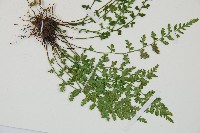 小鐵角蕨藏品圖，第3張