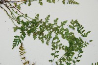 小鐵角蕨藏品圖，第4張