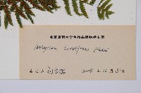 短葉蹄蓋蕨藏品圖，第6張