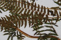 短葉蹄蓋蕨藏品圖，第7張