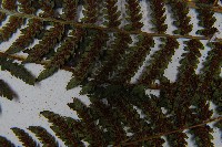 短葉蹄蓋蕨藏品圖，第8張