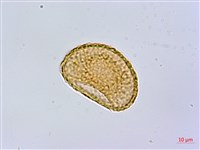 短葉蹄蓋蕨藏品圖，第2張