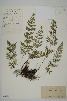 華北粉背蕨藏品圖，第1張