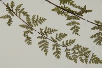 華北粉背蕨藏品圖，第6張