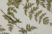 華北粉背蕨藏品圖，第7張