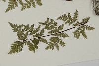 華北粉背蕨藏品圖，第8張