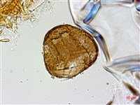 華北粉背蕨藏品圖，第2張