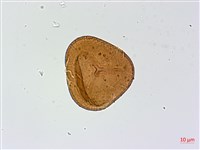 華北粉背蕨藏品圖，第3張