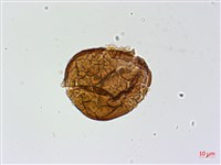 華北粉背蕨藏品圖，第4張