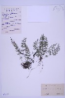 北京鐵角蕨藏品圖，第1張