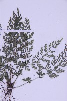 北京鐵角蕨藏品圖，第3張