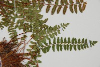 岩蕨藏品圖，第4張