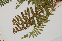 岩蕨藏品圖，第5張