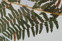 蕨藏品圖，第3張