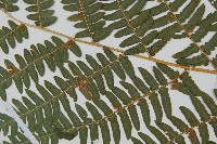 蕨藏品圖，第4張