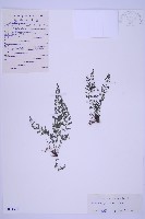 北京鐵角蕨藏品圖，第1張