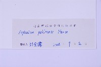 北京鐵角蕨藏品圖，第2張