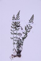 北京鐵角蕨藏品圖，第3張