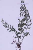 北京鐵角蕨藏品圖，第4張