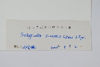 中華卷柏藏品圖，第2張