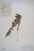 麥稈蹄蓋蕨藏品圖，第1張