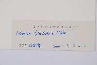 麥稈蹄蓋蕨藏品圖，第3張