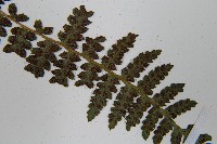 麥稈蹄蓋蕨藏品圖，第5張