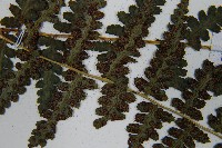 麥稈蹄蓋蕨藏品圖，第6張