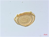 麥稈蹄蓋蕨藏品圖，第2張