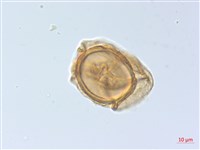 麥稈蹄蓋蕨藏品圖，第4張