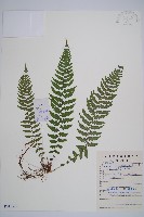 麥稈蹄蓋蕨藏品圖，第1張