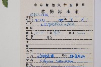 麥稈蹄蓋蕨藏品圖，第2張