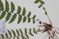 麥稈蹄蓋蕨藏品圖，第3張