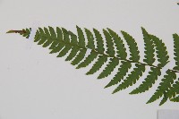 麥稈蹄蓋蕨藏品圖，第4張