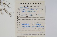 華北薄鱗蕨藏品圖，第2張