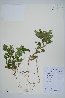 生根卷柏藏品圖，第1張