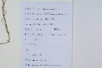 生根卷柏藏品圖，第2張