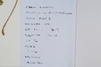 鱗蓋鳳尾蕨藏品圖，第2張