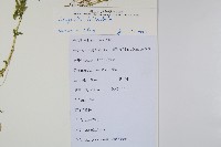 全緣卷柏藏品圖，第2張