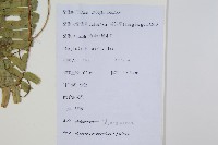 腎蕨藏品圖，第2張